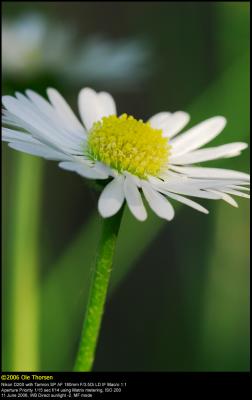 Common Daisy (Tusindfryd / Bellis perennis)