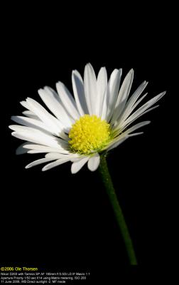 Common Daisy (Tusindfryd / Bellis perennis)