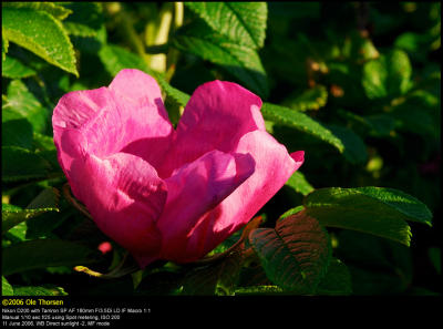 Rogusa Rose (Rynket Rose /Rosa Ragusa)