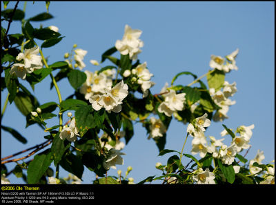 Sweet Mockorange (Uægte Jasmin / Philadelphus coronarius)