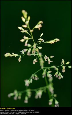 Smooth Meadow-Grass (Eng-rapgrs / Poa pratensis)