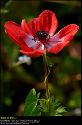 Poppy Anemone (Fransk Anemone / Anemone coronaria)