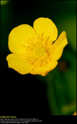 Tall Buttercup (Smørblomst / Ranunculus acris)