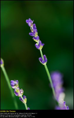Lavender (Lavendel / Lavandula augustifolia)
