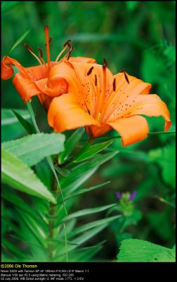 Lily Orange Pixie (Lilje / Lilium)