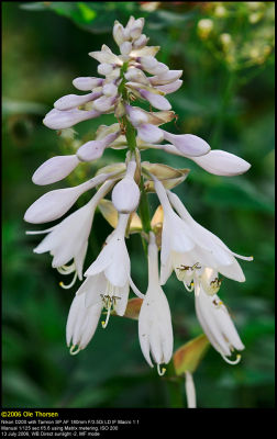 Hosta Blue Angel (Hosta / Hosta)