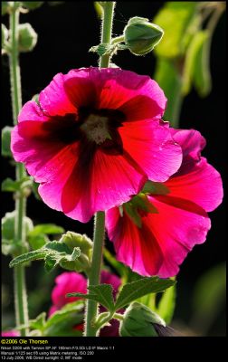 Hollyhock (Stokrose / Alcea rosea)