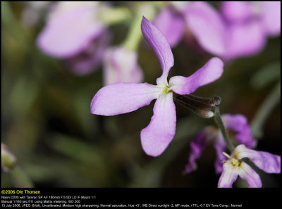 Perfume plant (græsk Levkøj / Matthiola bicornis longipetala)