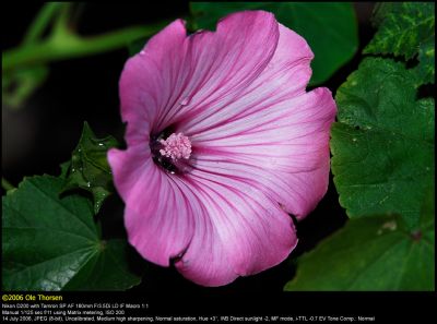 Rose Mallow (Mamelukærme / Lavatera trimestris)
