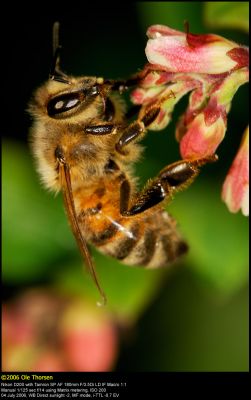 Honeybee (Honningbi / Apis mellifera)