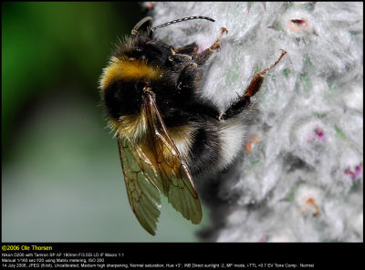 Bumblebee (Humlebi / Bombus terrestris)