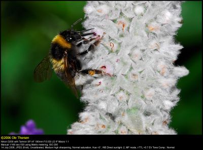 Bumblebee (Humlebi / Bombus terrestris)