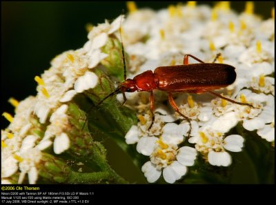 Soldier beetle (Præstebille / Rhagonycha fulva)