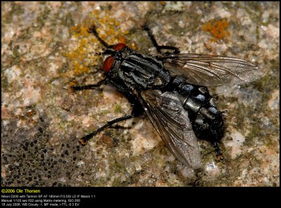 Flesh fly (Kdflue / Sarcophaga sp.)