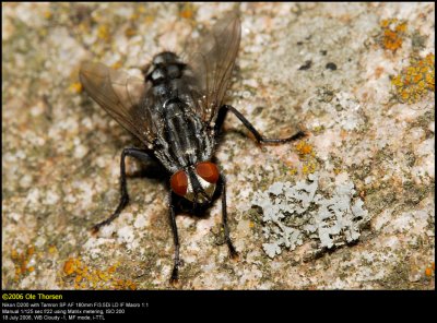 Flesh fly (Kødflue / Sarcophaga sp.)