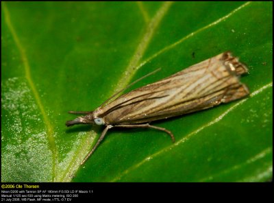 Grass moth (Have-græsmøl / Chrysoteuchia culmella)