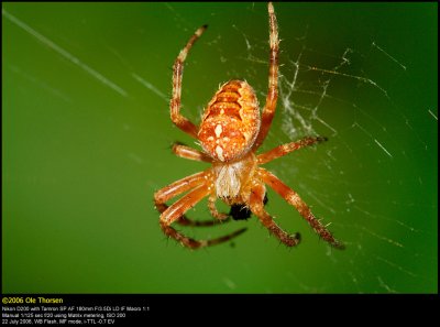 Garden spider  (Korsedderkop / Araneus diadematus)