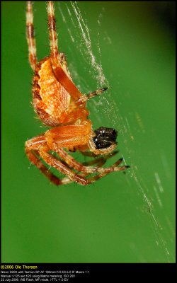 Garden spider (Korsedderkop / Araneus diadematus)