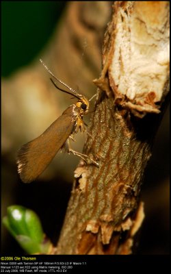 Batia unitella