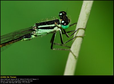 Blue-tailed Damselfly (Stor Farvevandnymfe / Ischnura elegans)