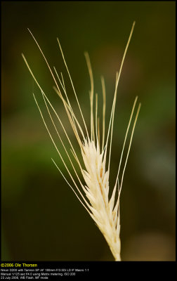 Durum wheat (Durum hvede / Triticum durum)