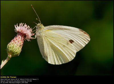 Small White butterfly (Lille Kålsommerfugl / Pieris rapae)