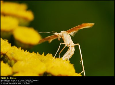 Plume moth (Fjermøl / Platyptilla pallidactyla)