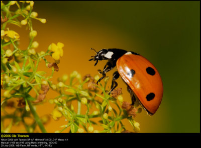 Ladybird (Mariehøne / Coccinella 7-punctata)