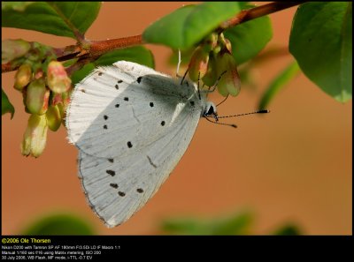 Holly Blue (Skovblåfugl / Celastrina argiolus)