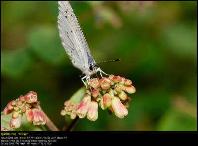 Holly Blue (Skovblåfugl / Celastrina argiolus)