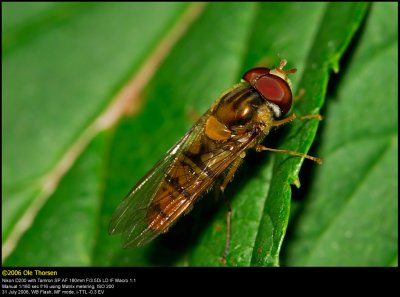 Marmelade Fly (Dobbeltbåndet svirreflue / Episyrphus balteatus)