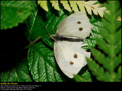 Small White (Lille Kålsommerfugl / Pieris rapae)