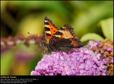 Small Tortoiseshell (Nældens takvinge / Aglais urticae)
