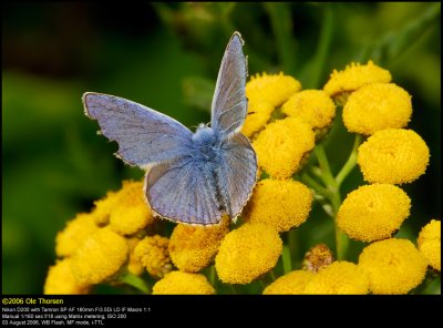 Common Blue (Almindelig Blåfugl / Polyommatus icarus)
