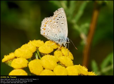 Common Blue (Almindelig Blfugl / Polyommatus icarus)