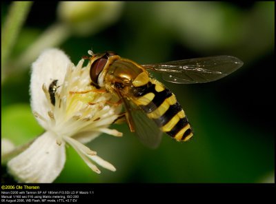 Hover fly (Svirreflue / Syrphus ribesii)