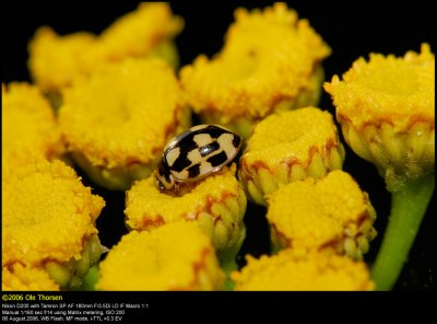 P14 Lady Beetle (Skakbræt-mariehøne / Propylaea quatuordecimpunctata)