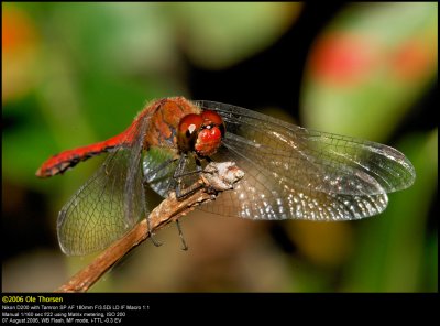 Ruddy Darter (Blodrød hedelibel / Sympetrum sanguineum)