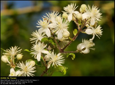 Old Man's Beard (Almindelig skovranke / Clematis vitalba)