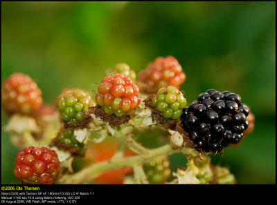 Blackberries (Brombr / Rubus armeniacus)