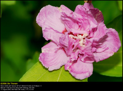 Rose-of-Sharon (Syrisk Rose / Hibiscus syriacus)