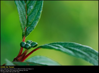 Fragrant Viburnum shrub (Kejserbusk / Viburnum farreri)
