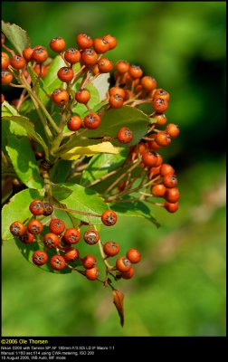 Firethorn shrub (Ildtorn / Pyracantha ssp.)