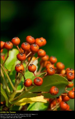Firethorn shrub (Ildtorn / Pyracantha ssp.)