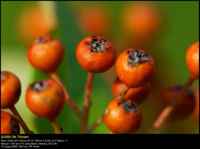 Firethorn shrub (Ildtorn / Pyracantha ssp.)