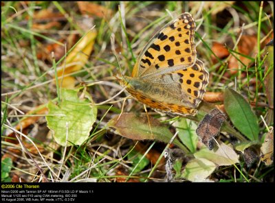 Queen of Spain Fritillary (Storplettet Perlemorsommerfugl / Issoria lathonia)