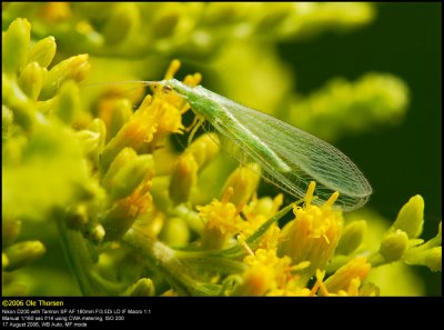 Green Lacewing (Almindelig Guldje / Chrysoperla carnea)