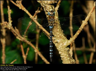 Migrant Hawker (Efterårs-mosaikguldsmed / Aeshna mixta)
