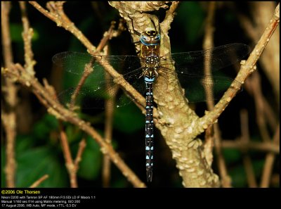 Migrant Hawker (Efterrs-mosaikguldsmed / Aeshna mixta)