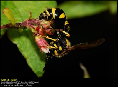 Potter wasp (pottemagerhveps / Eumenes sp.)